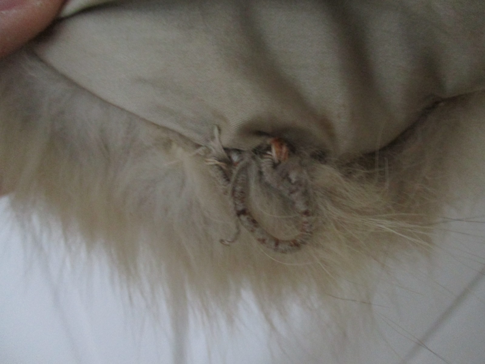 Vintage Handmade Natural Ivory Fox Fur Stole Shrug Wrap Bridal 41” 2 Pelts