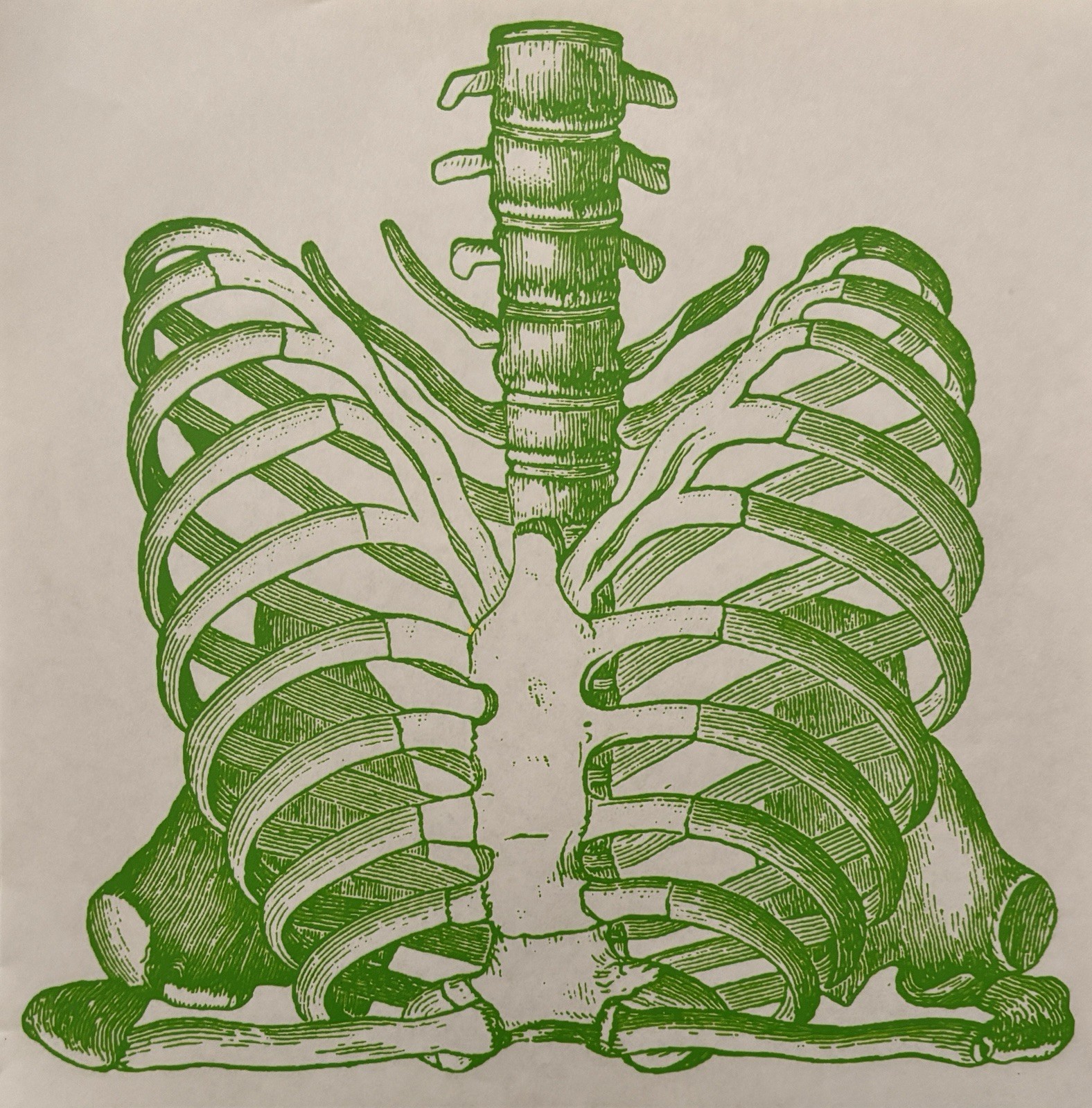 Original Vintage Green Human Rib Cage Skeleton Anatomy Iron On Transfer