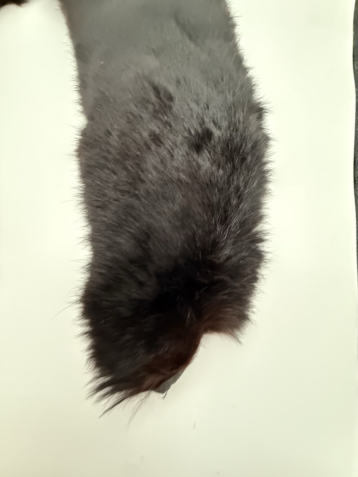 Vintage 14″ Dark Brown Mink Fur Collar