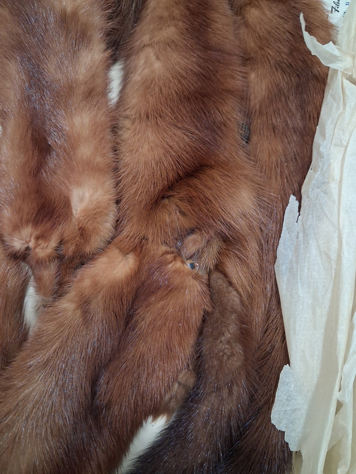 Authentic weasel Stole,Wrap