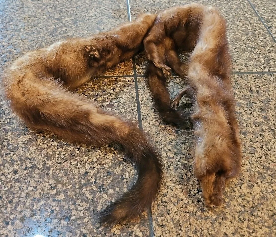 Vtg Mink Sable Full-Bodied Fur Stole Wrap 2 Connected Pelts With Head Feet Tails