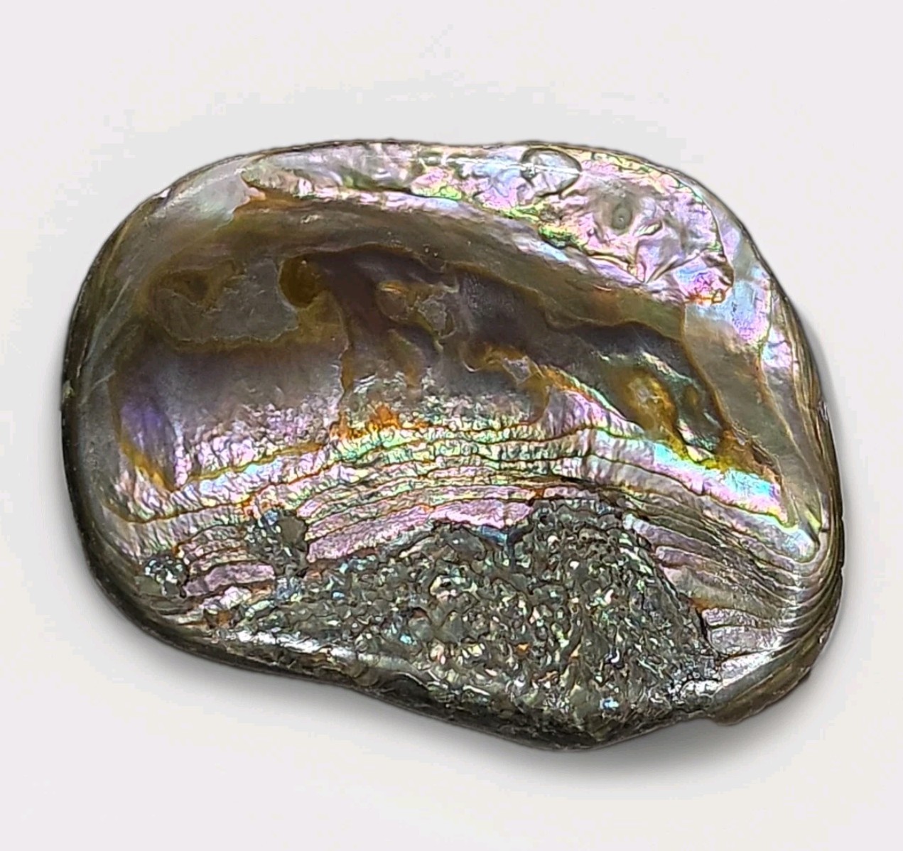 Abalone Shell Belt Buckle Multicolor Iridescent Nautical Coastal Runway Beachy