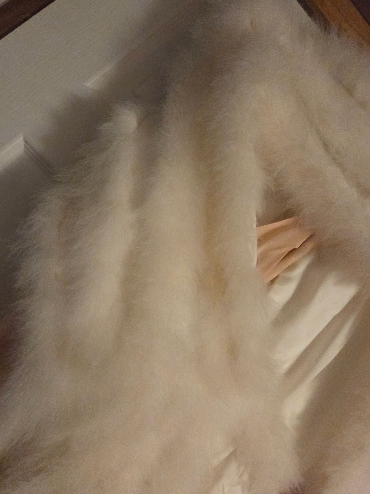 Glamorous Old Hollywood 1950s Sheer Gown With Real Feather Trim And Down Shawl