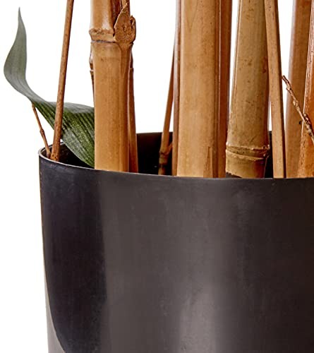 . Biggy Bamboo Silk Tree 3ft